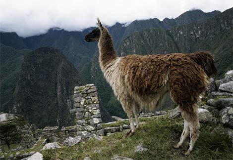 Foto de llama en Cuzco Foto de llama en Cuzco