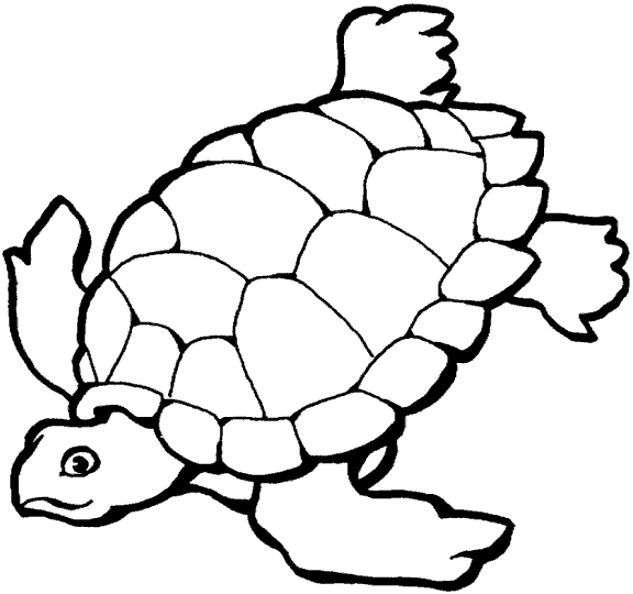 Tortuga Arrau Dibujo Para Colorear Imagui