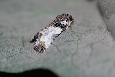 Bird Moth