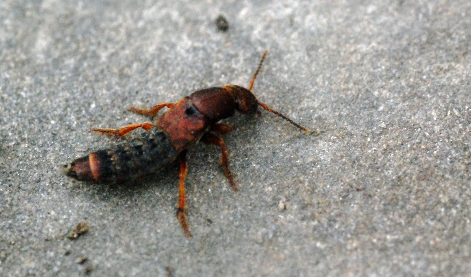 MObugs Early Spring Insects