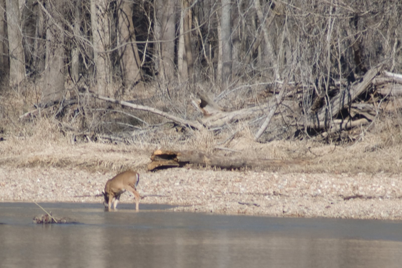 [deer1.jpg]