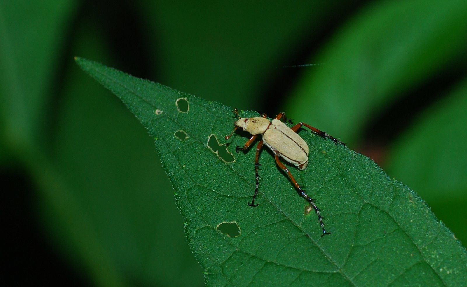 [rose+chafer.jpg]