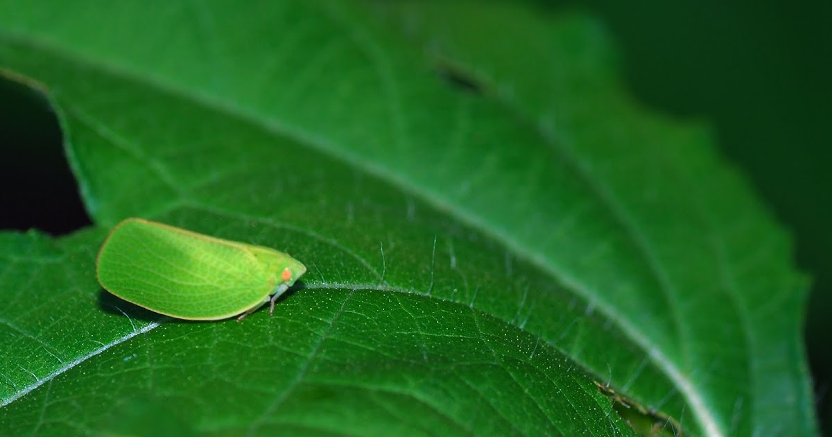 MObugs PlantHoppers