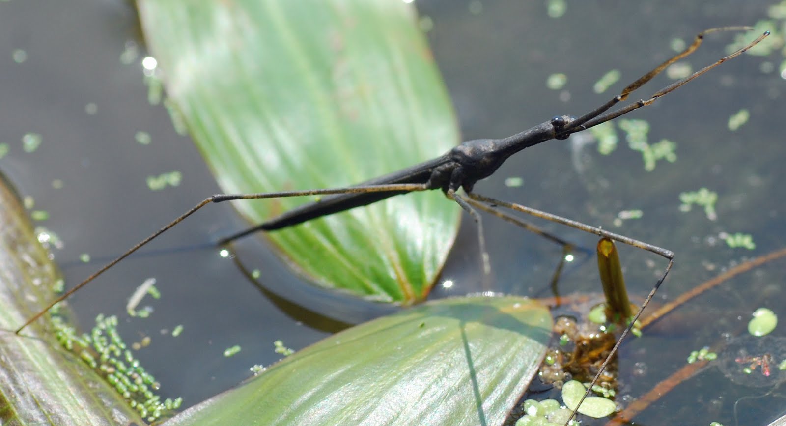 MObugs Water Scorpion