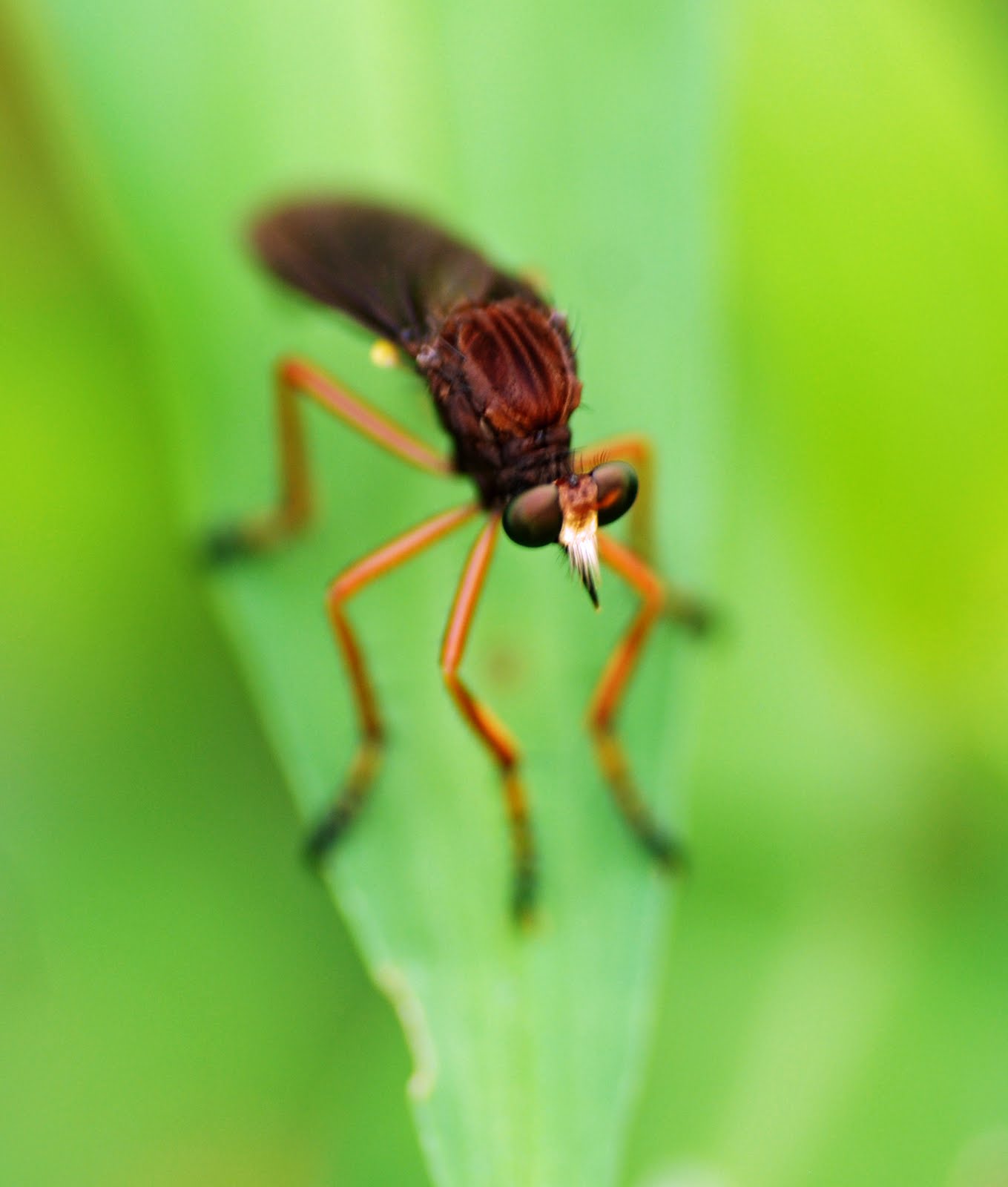 Flying+Bugs+Of+Missouri beetle insects bugs http en allexperts com q entomology study bugs ...