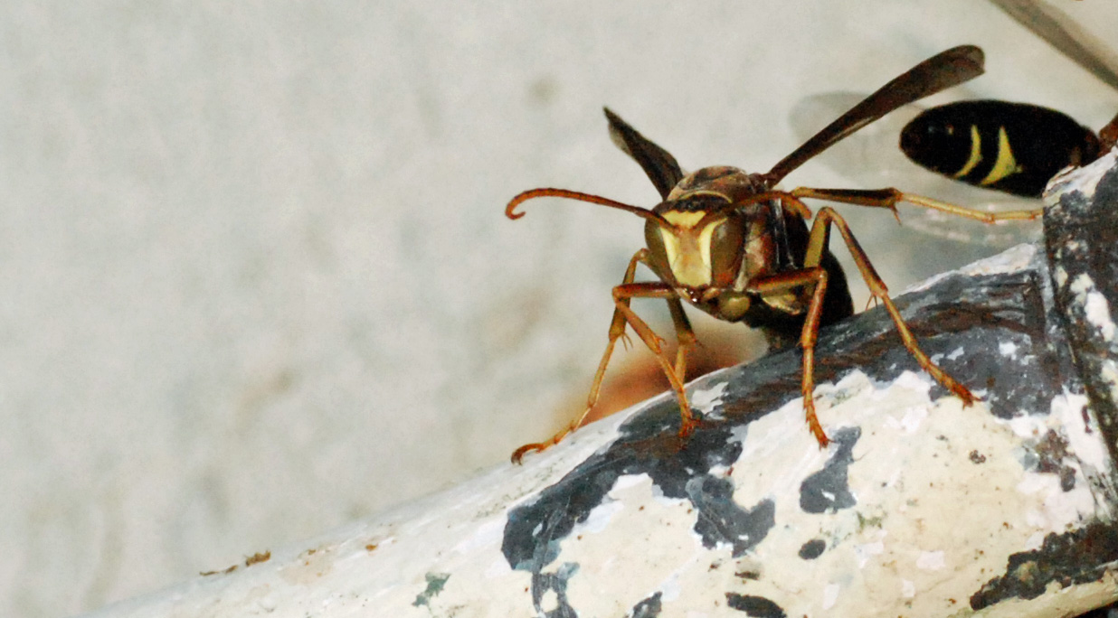 Male Wasp