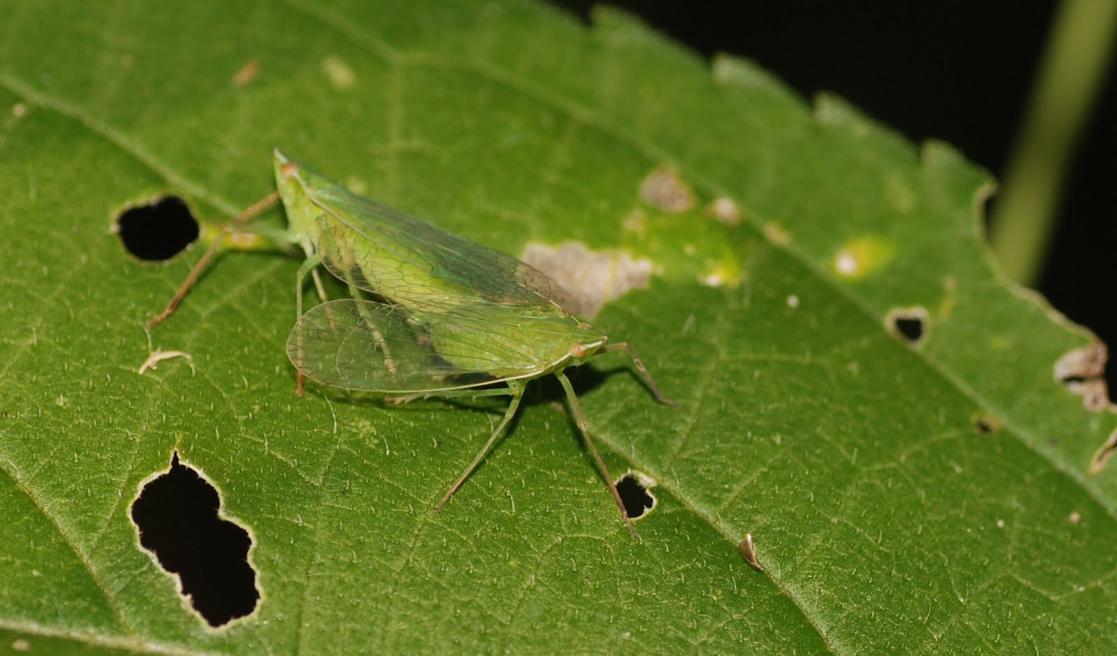 MObugs Leafhoppers