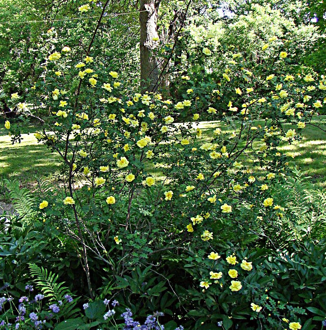 Foley's Follies: Mysterious Wild Yellow Rose Bush....