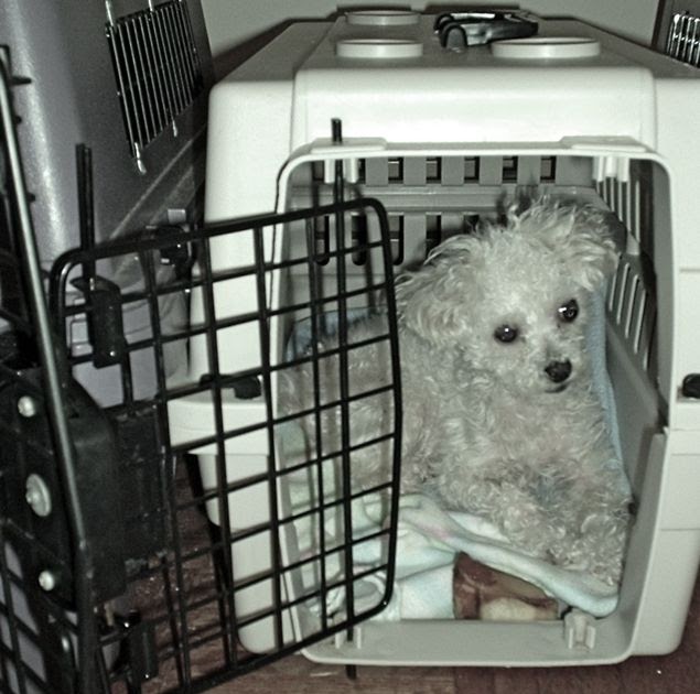 outdoor dog brand