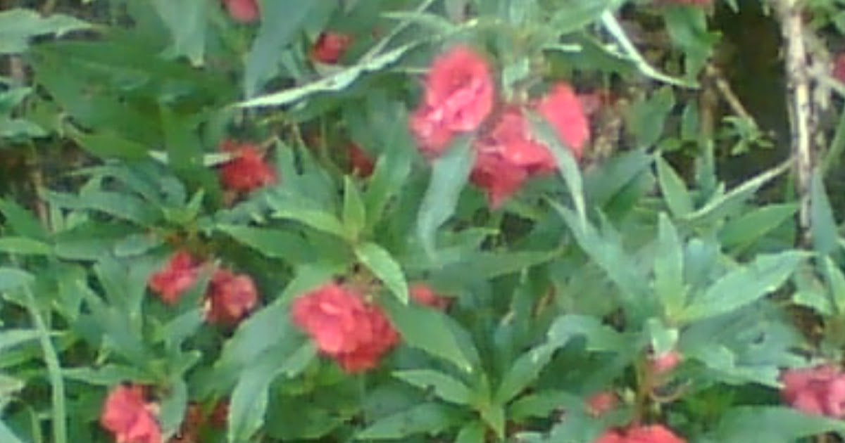 my first blog FLOWER OF BANGLADESH