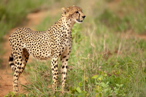 Tsavo Cheetah Project