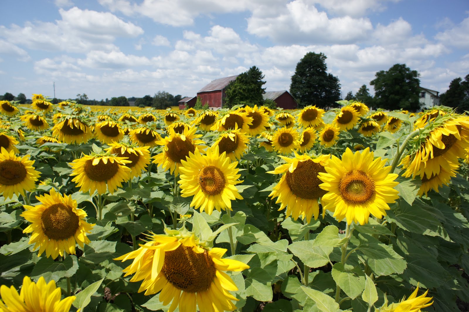 The Picture Desk Sunflowers in bloom