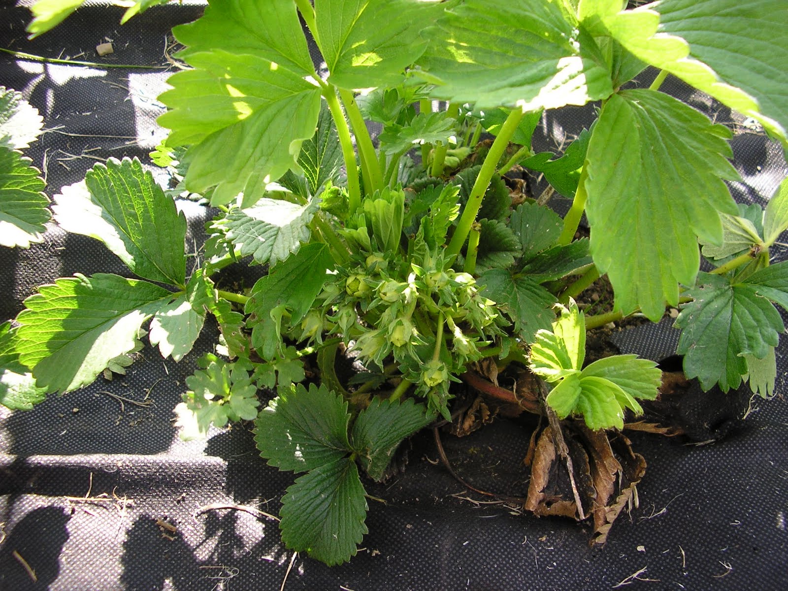 How to look after Strawberry Beds