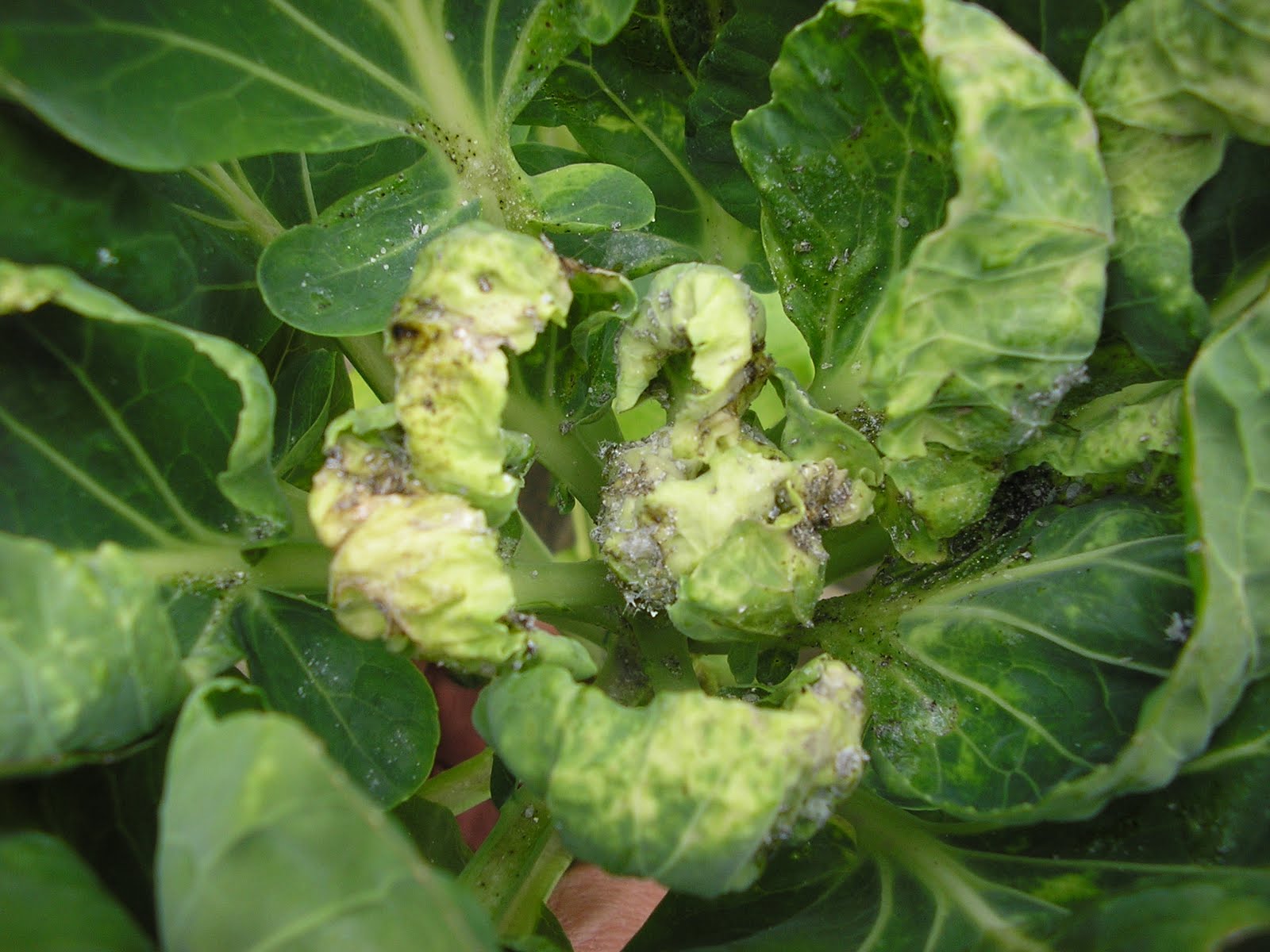 Mealy Cabbage Aphids on my Brussels Sprouts! Greenside Up