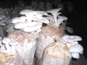 Ciri Ciri Bibit Jamur Tiram Yang Baik Youtube