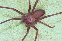 brown+recluse