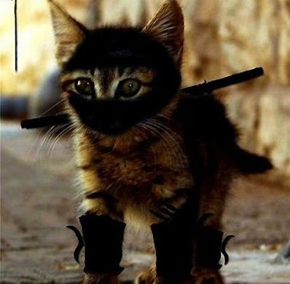 Ninja-Kitten.jpg