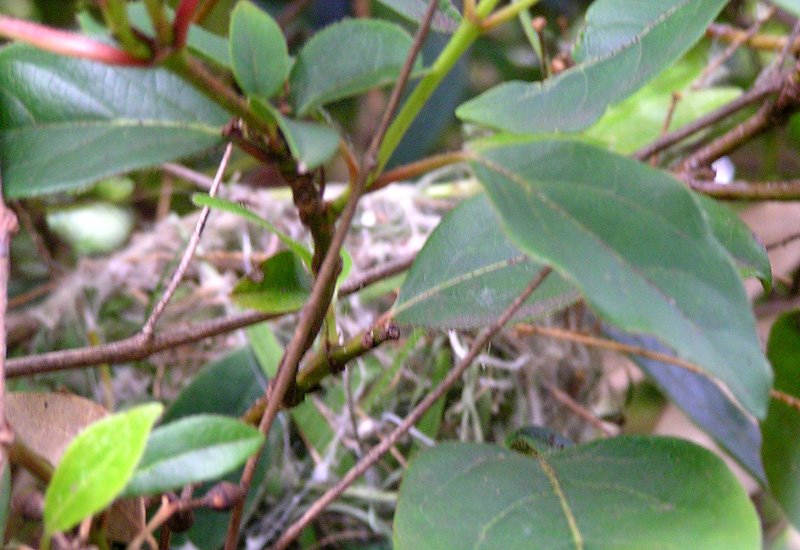 [SingHoneyeater-nest.jpg]