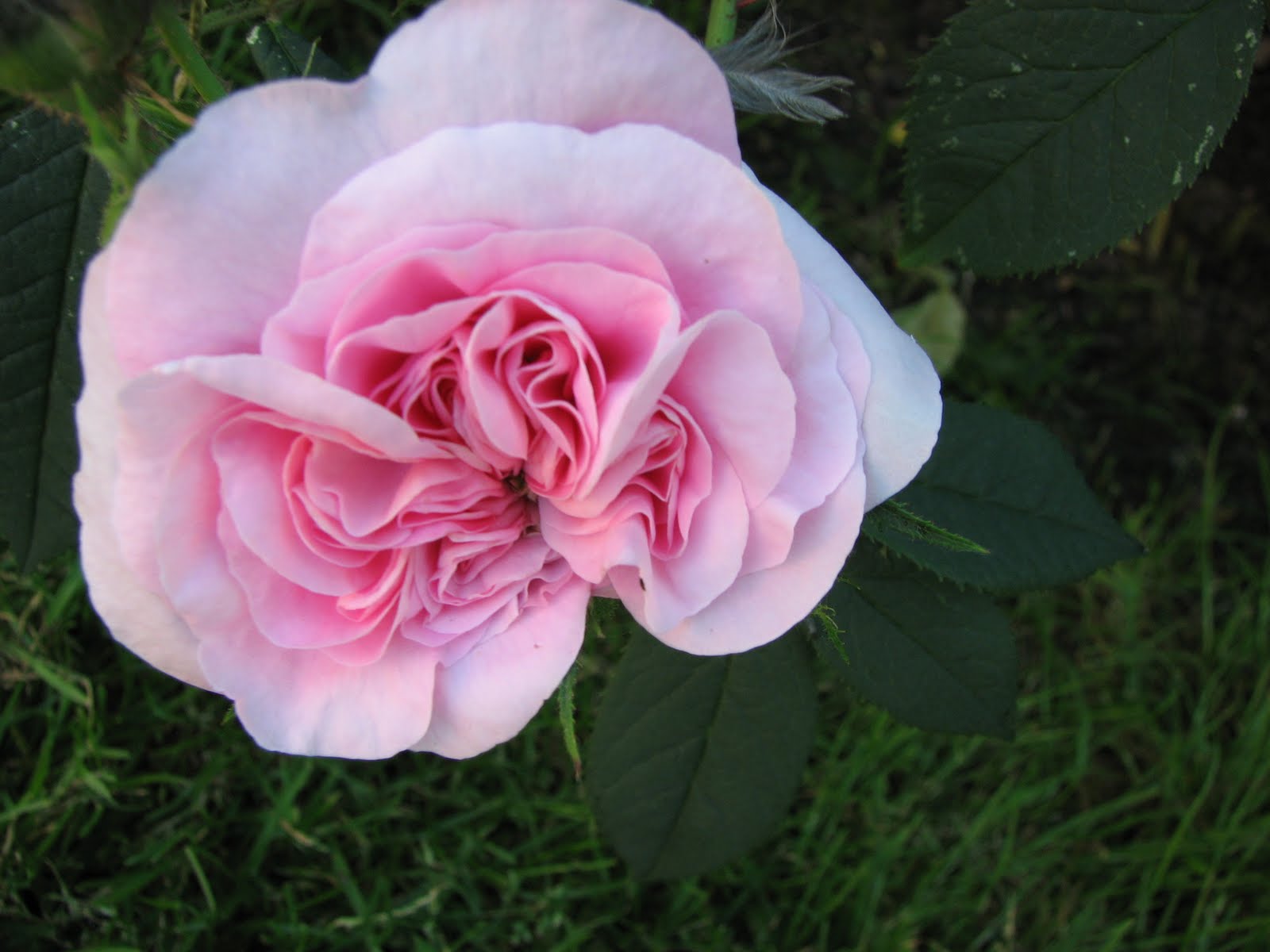 Poppins trädgård Roses