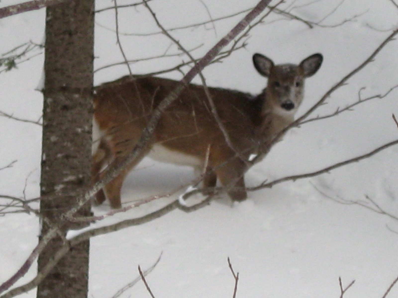 [8+Janvier+2009+009.jpg]