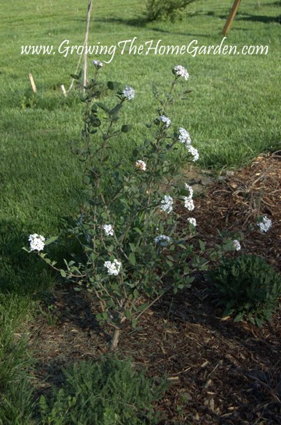 A Digital Botanic Garden April 2016