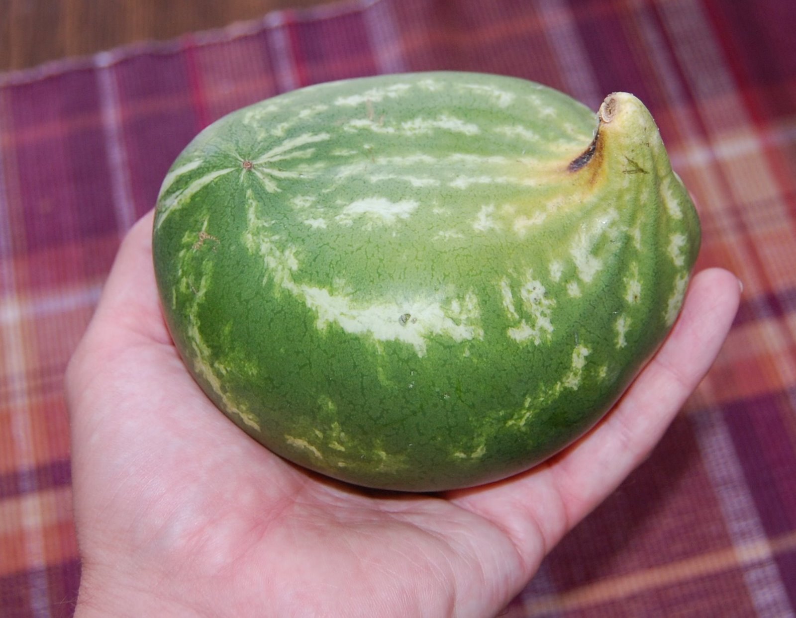 [Watermelon+8-2008+001-2.jpg]