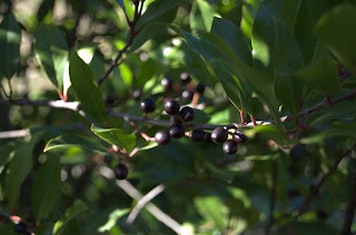 (Prunus caroliniana)