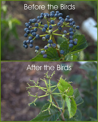Northern Burgundy Viburnum