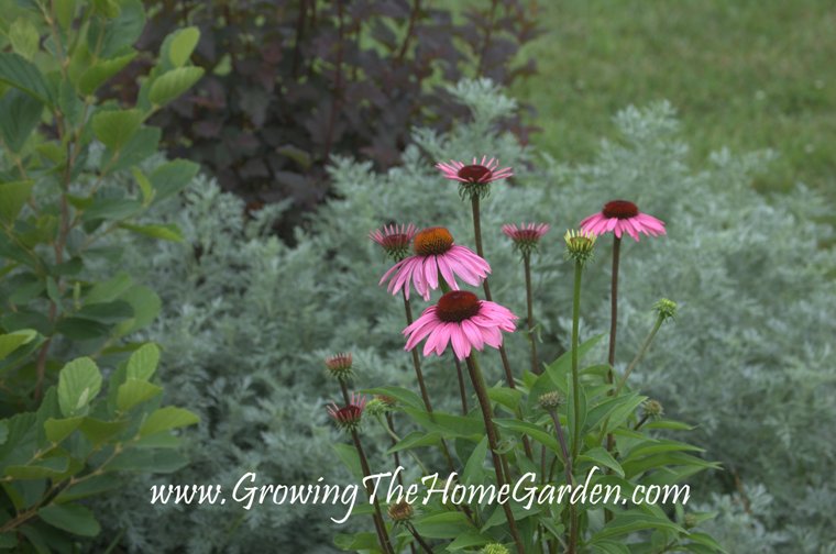 Purple coneflower companion plants warehousetiklo