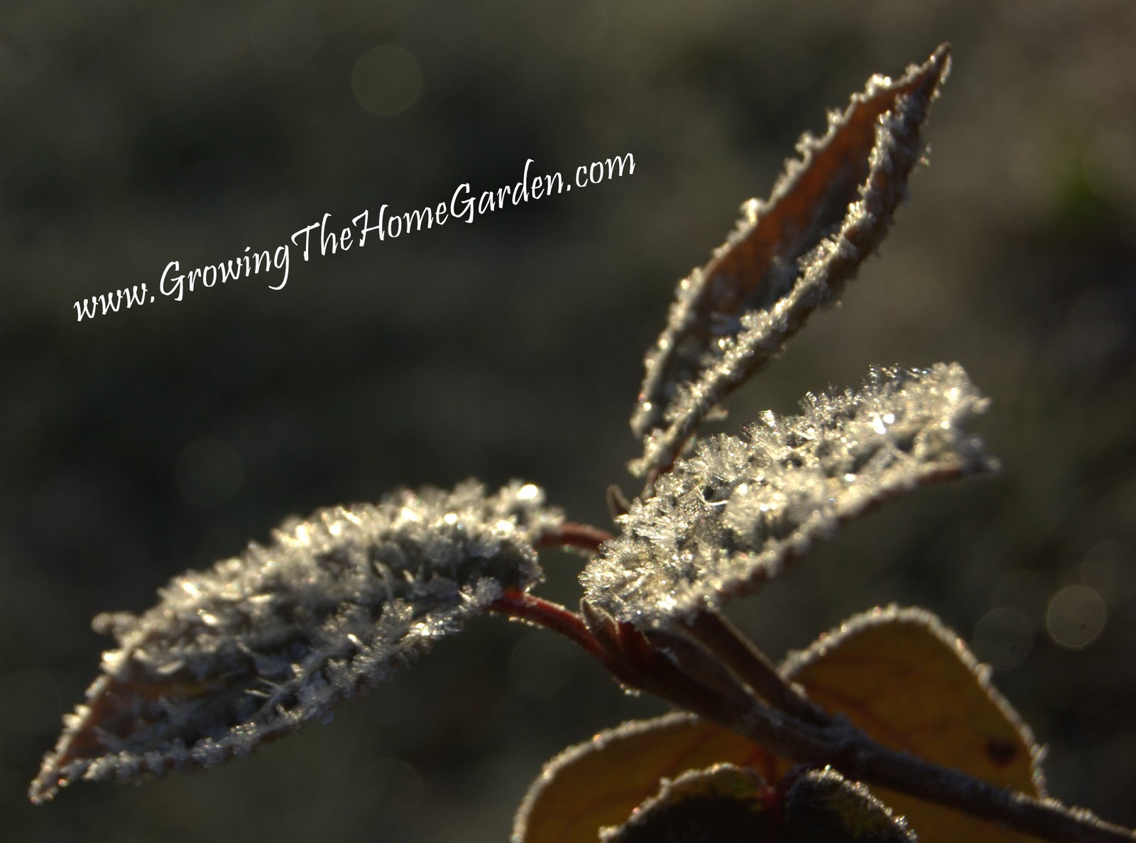 The Green Fingered Blog Plants Flowering In Winter Thanks To The