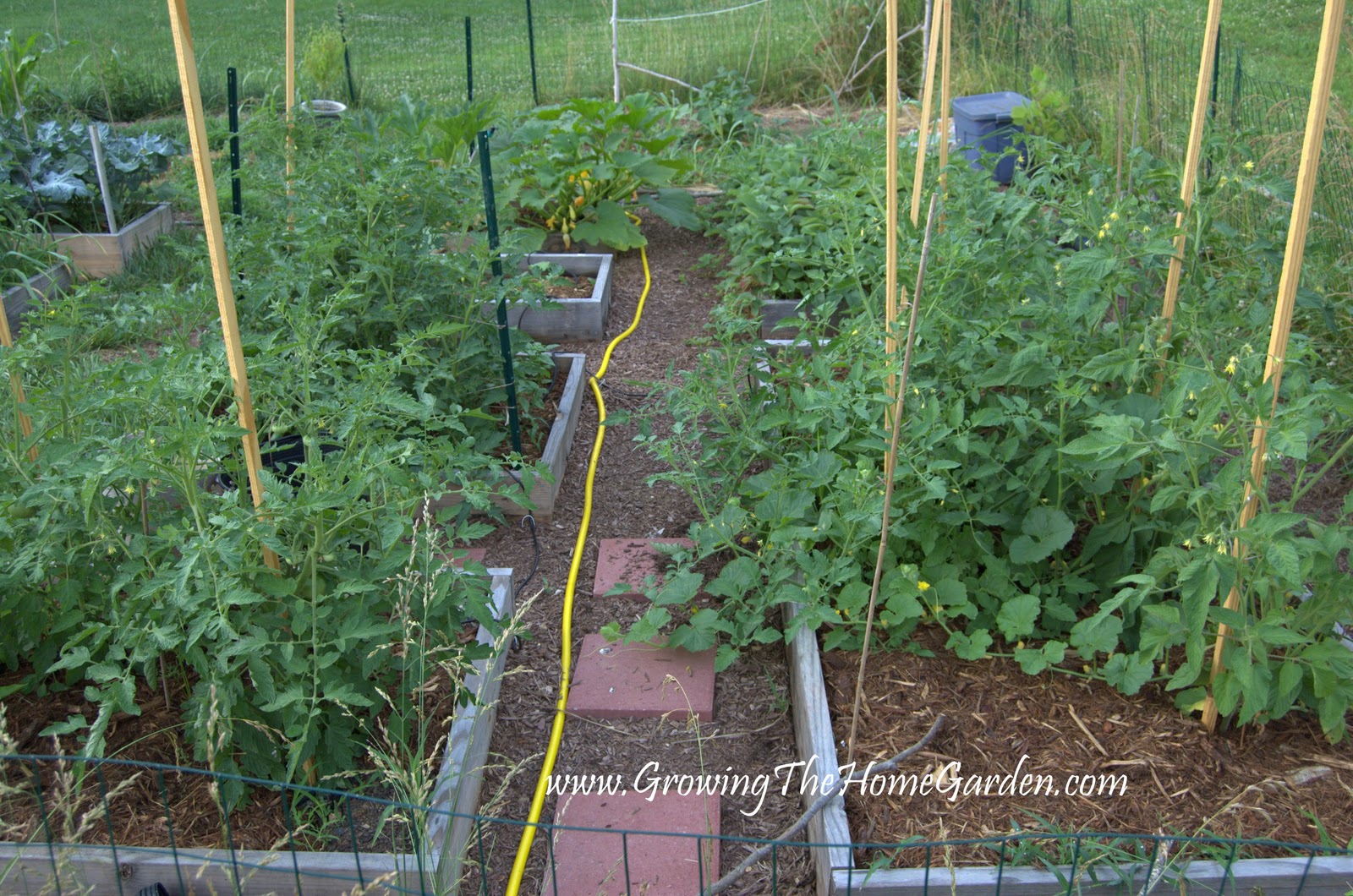Plant Inventory At 20 Timothy Salix Integra Dappled Willow