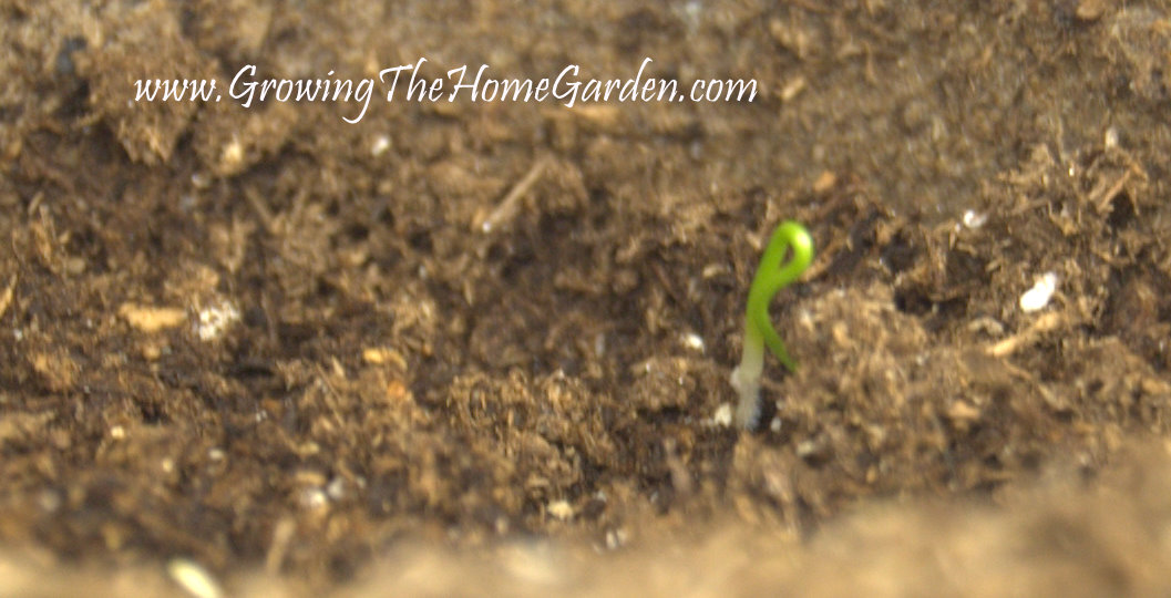 Winter Sowing, Shallot Seedlings, and Seed Sowing Saturday! Growing