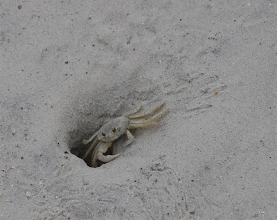Ghost Crab Pictures
