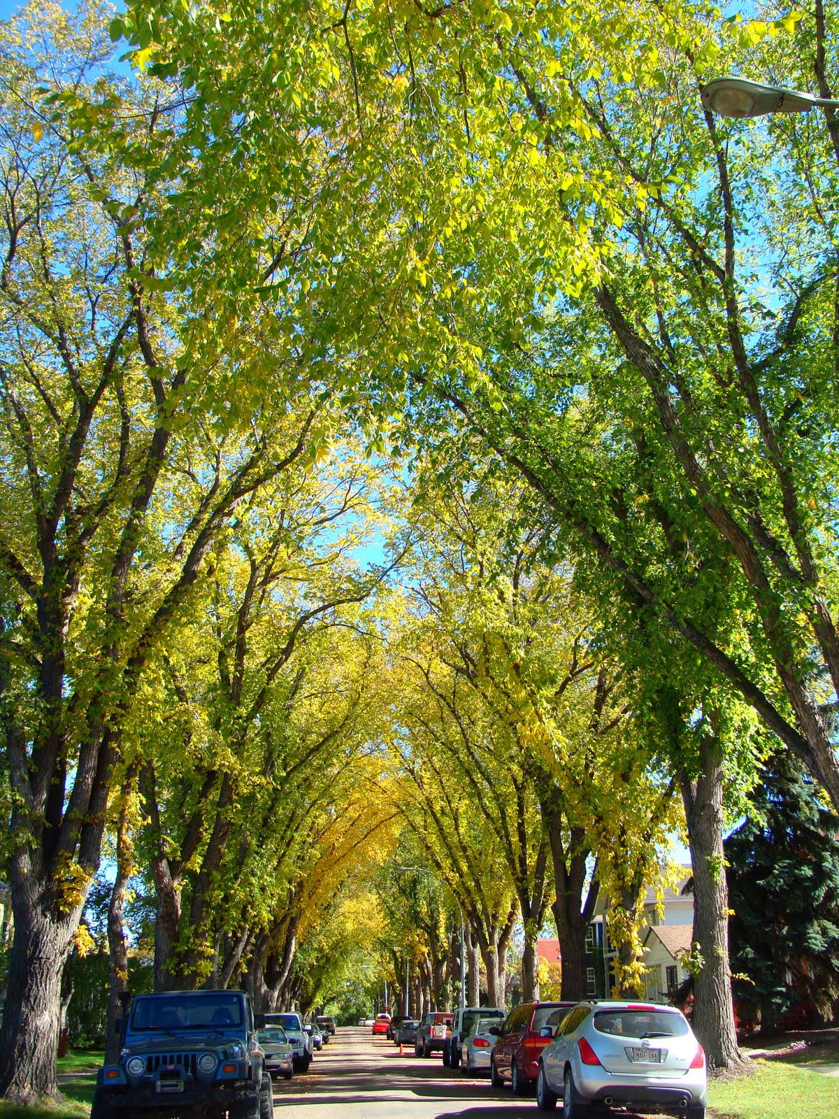 Pat's Ramblings Fall in Edmonton