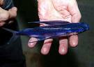 Amazing fact about flying fish