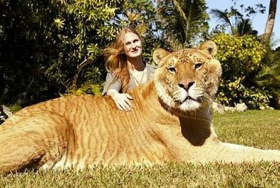 World's largest LIGER (Lion + Tiger) Amazing Facts of Lion and Tiger