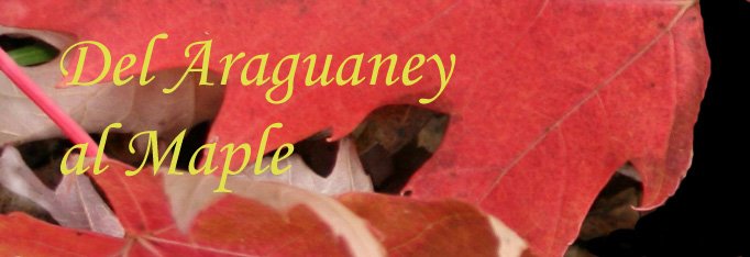 Del Araguaney Al Maple