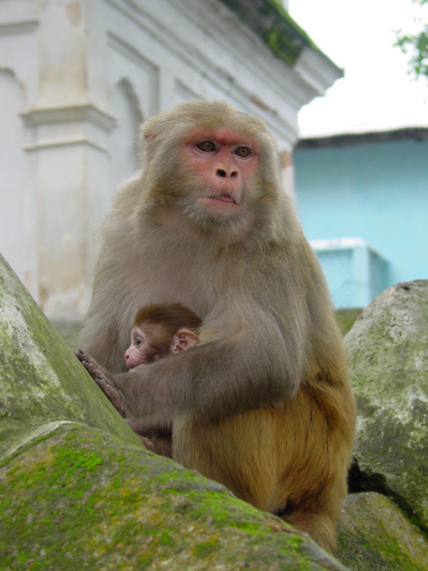 [Nepal+-+monkey.jpg]