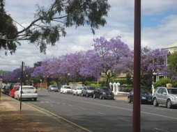 streets with purple trees