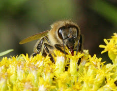 Bee Healthy