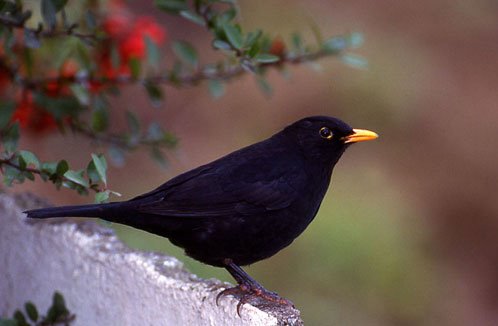 [animals8_blackbird.jpg]