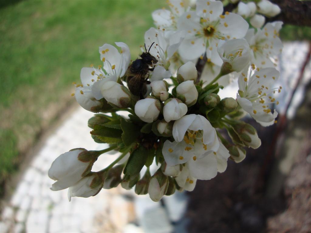 [DSC03901+(Large).JPG]