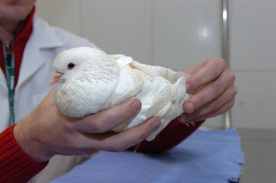 pombo correio