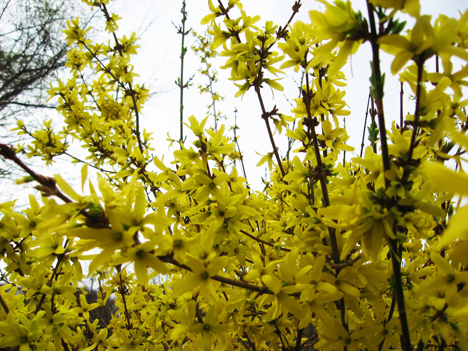 Forsythia Bush Hedge Forsythia Suspensa Custom Project On Www