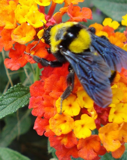 dubrieldice El jicotillo