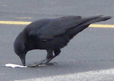 [Crow1.jpg]