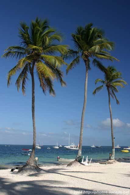[Tall_palm_trees_on_the_beach.jpg]