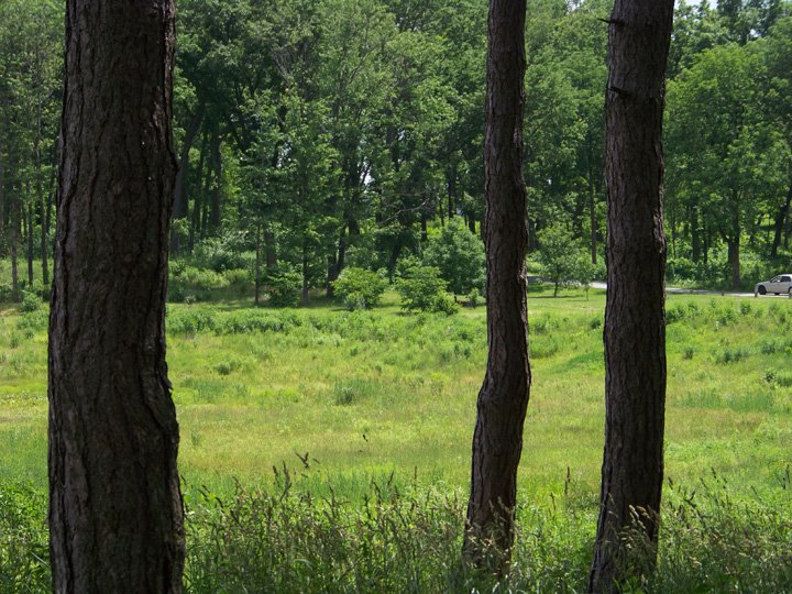 [between-the-trees.jpg]