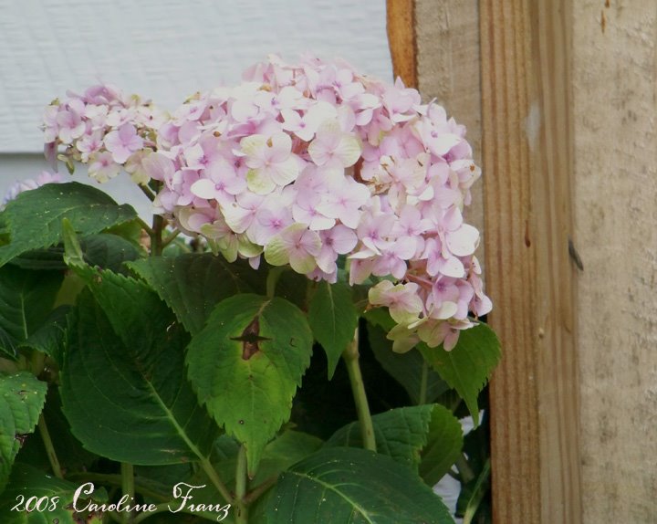 [pink-hydrangea.jpg]