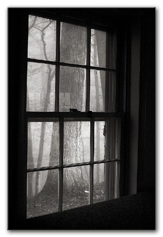 [BW-window-tree.jpg]